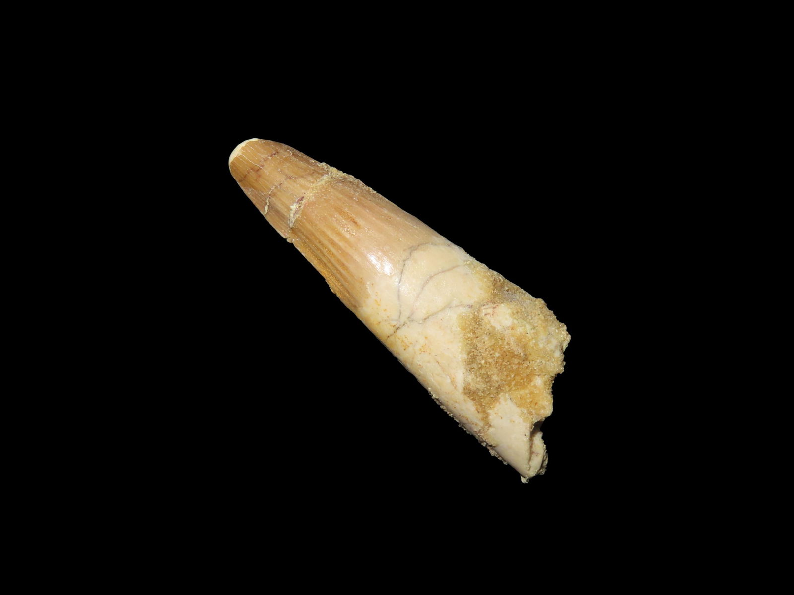 Spinosaurus Tooth Fossil, Upper Cretaceous Period, 112-72 Millions Years Ago, From Egypt: Spinosaurus Tooth Fossil, Upper Cretaceous Period, 112-72 Millions Years Ago, From Egypt