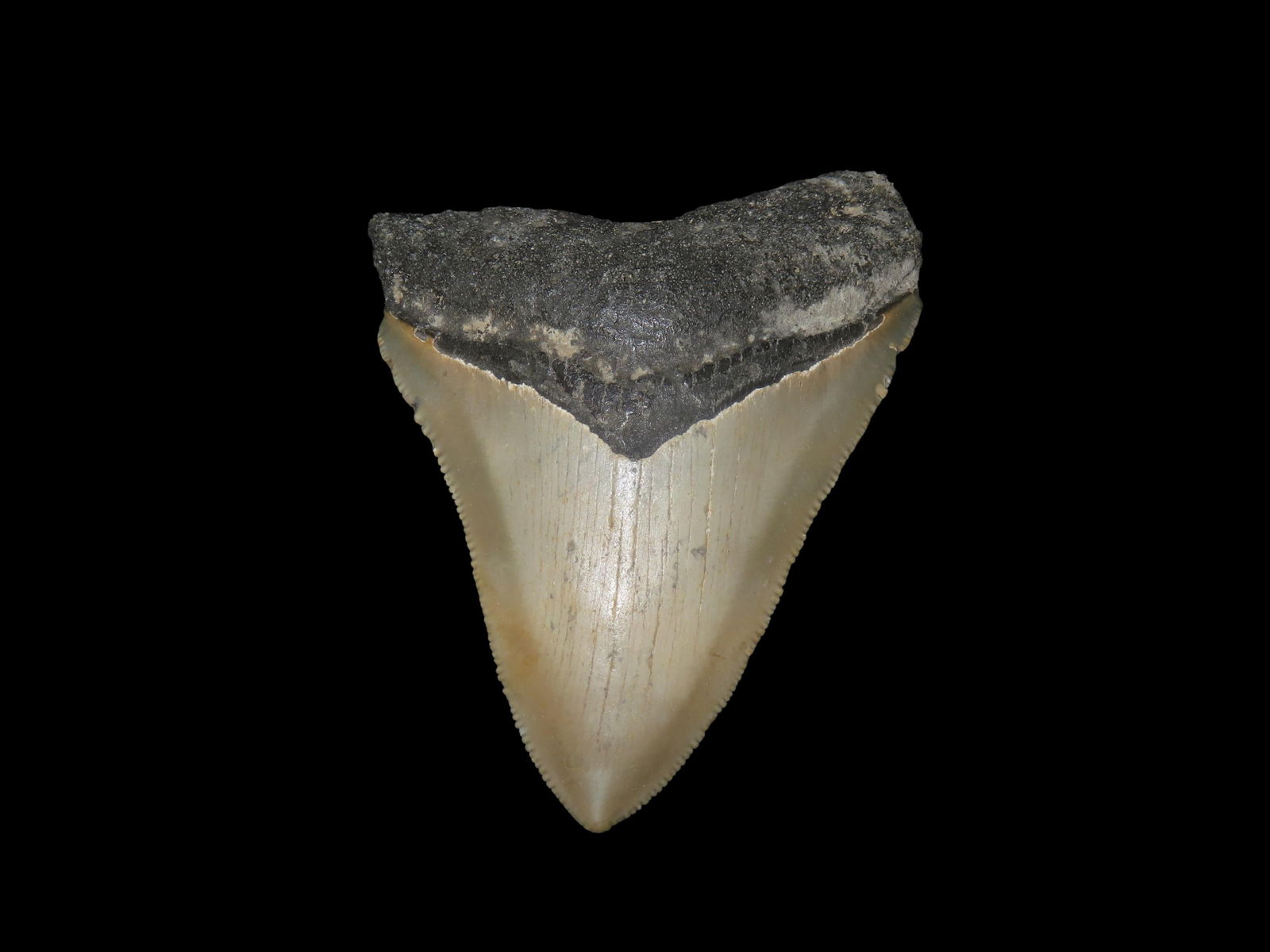 3" Megalodon Shark Tooth Fossil, Found in Florida: 3" Megalodon Shark Tooth Fossil, Found in Florida