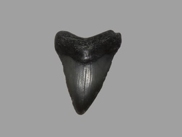 2 1/8" Megalodon Shark Tooth Fossil, Found in Florida
