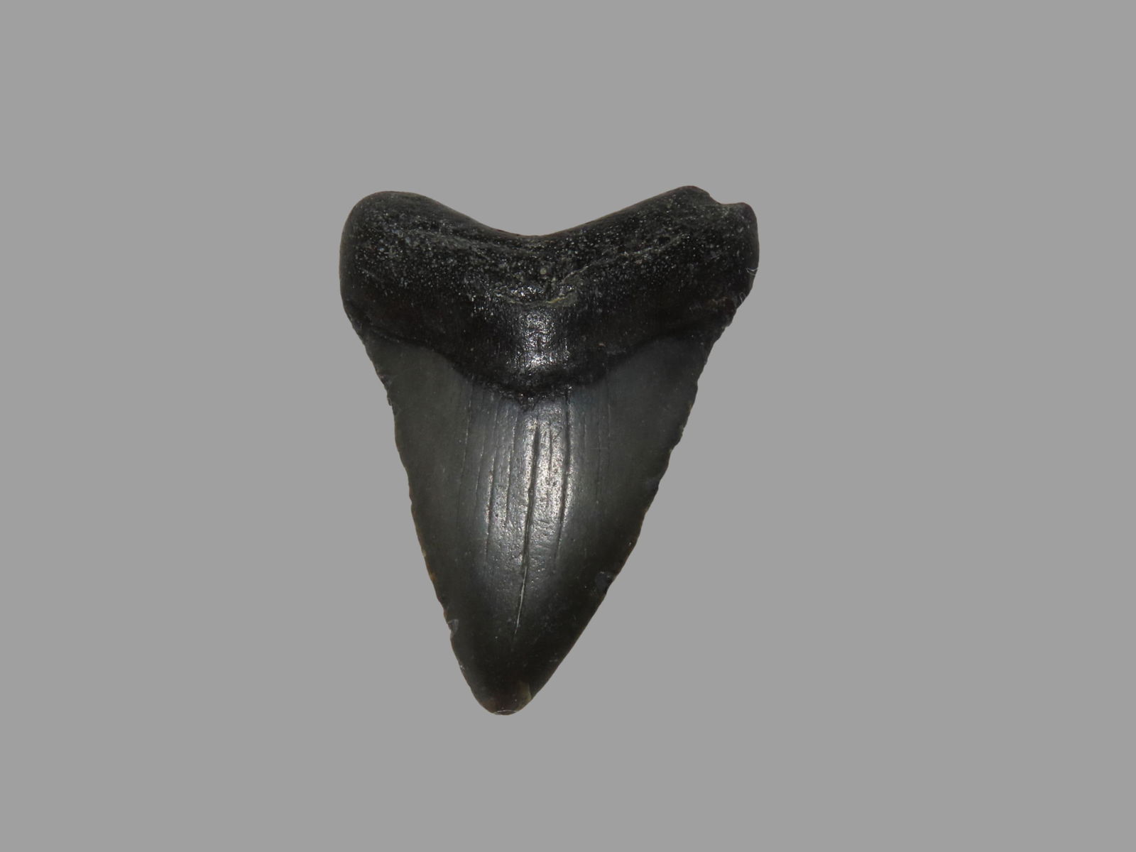 2 1/8" Megalodon Shark Tooth Fossil, Found in Florida: 2 1/8" Megalodon Shark Tooth Fossil, Found in Florida