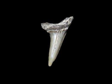 Mako Shark Tooth Fossil, Found in Florida
