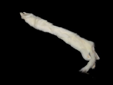 White Ermine Professionally Soft Tanned Hide/ Pelt