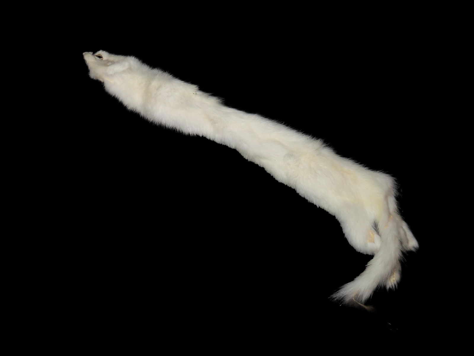 White Ermine Professionally Soft Tanned Hide/ Pelt (1 of 7)