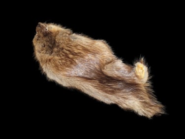 Muskrat Fur professionally Soft Tanned Hide/ Pelt Great for Displayng your Relics