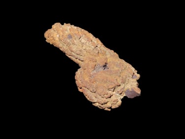 Corprolite Fossil Dinosaur Poop, 100 Million Years Old, Found in Madagascar
