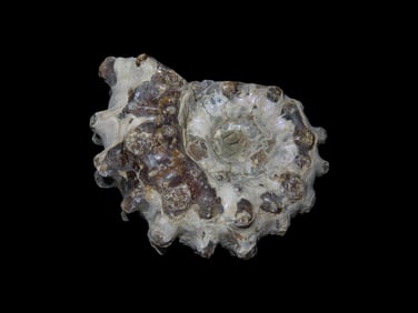 Tractor/ Douvilleiceras Ammonite Fossil, Mid- Late Cretaceous Period