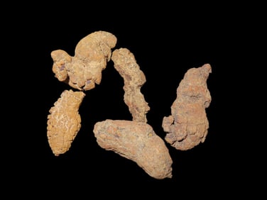 Corprolite Fossil Dinosaur Poop, 100 Million Years Old, Found in Madagascar