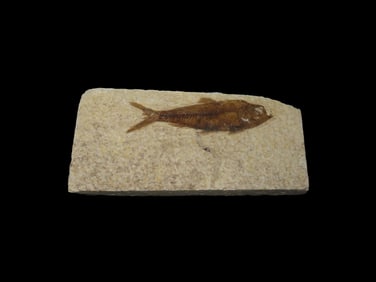 Knightia Fish Fossil, Green River Formation, Wyoming, 53.5 to 48.5 Million Years Old
