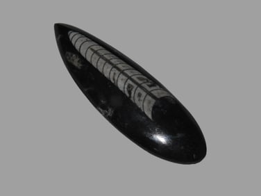 Polished Orthoceras Fossil, Devonian Period, 400 Million Years Old, Atlas Mountains of Morocco