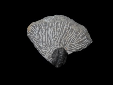 Proetus Trilobite, Proetid Trilobite, Devonian Period, 350- 400 Million Years Ago