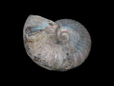 Ammonite Fossil, Found in Madagascar, 240-66 Million Years old, Devonian Period to the Cretaceoud