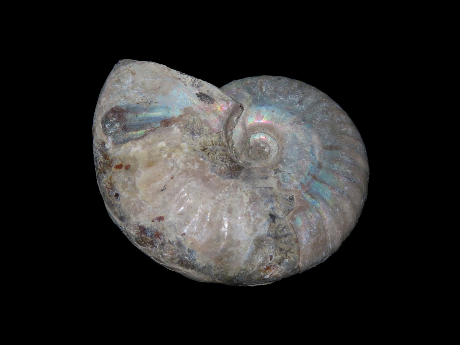 Ammonite Fossil, Found in Madagascar, 240-66 Million Years old, Devonian Period to the Cretaceoud: Ammonite Fossil, Found in Madagascar, 240-66 Million Years old, Devonian Period to the Cretaceoud Period
