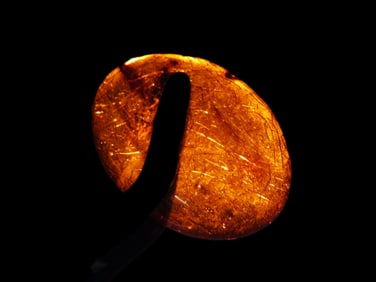 Fossil Amber Found in Europe, Private Collection Penn