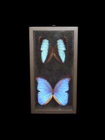 6.5" X 12 1/2" Butterfly Display, Morpho Achilles, Morpho Didius, From Peru