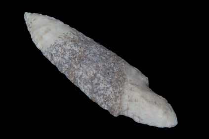 4 1/16" x 1 3/16" Turkeytail-Harrison, Motley COA, Adams Co. IL, Found on the Althoff Family Farm