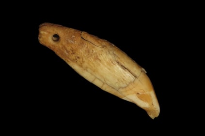 1 3/4" x 7/8" Alaskian Bear Tooth Pendant