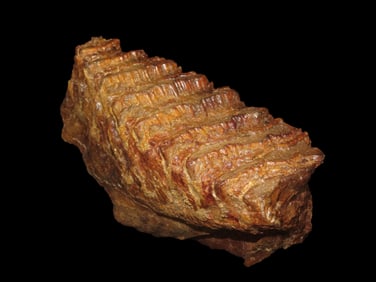 8 1/4" X 6 1/16" Mammoth/Mastadon Tooth