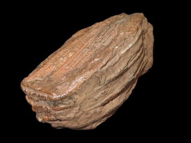 5 13/16" Mammoth/Mastadon Tooth