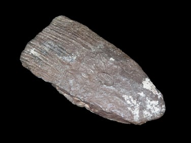 6 1/4" Mammoth/Mastadon Tooth