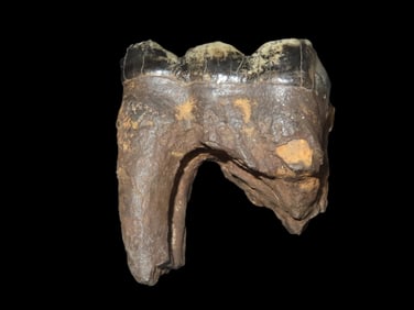 4 1/4" Mammoth/Mastadon Tooth