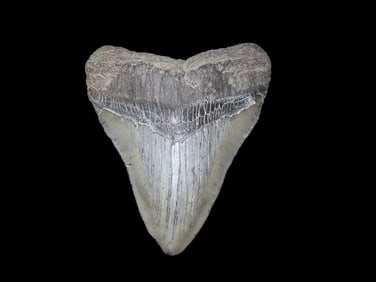 3 1/2" Fossil Megalodon Tooth, found in South Carolina
