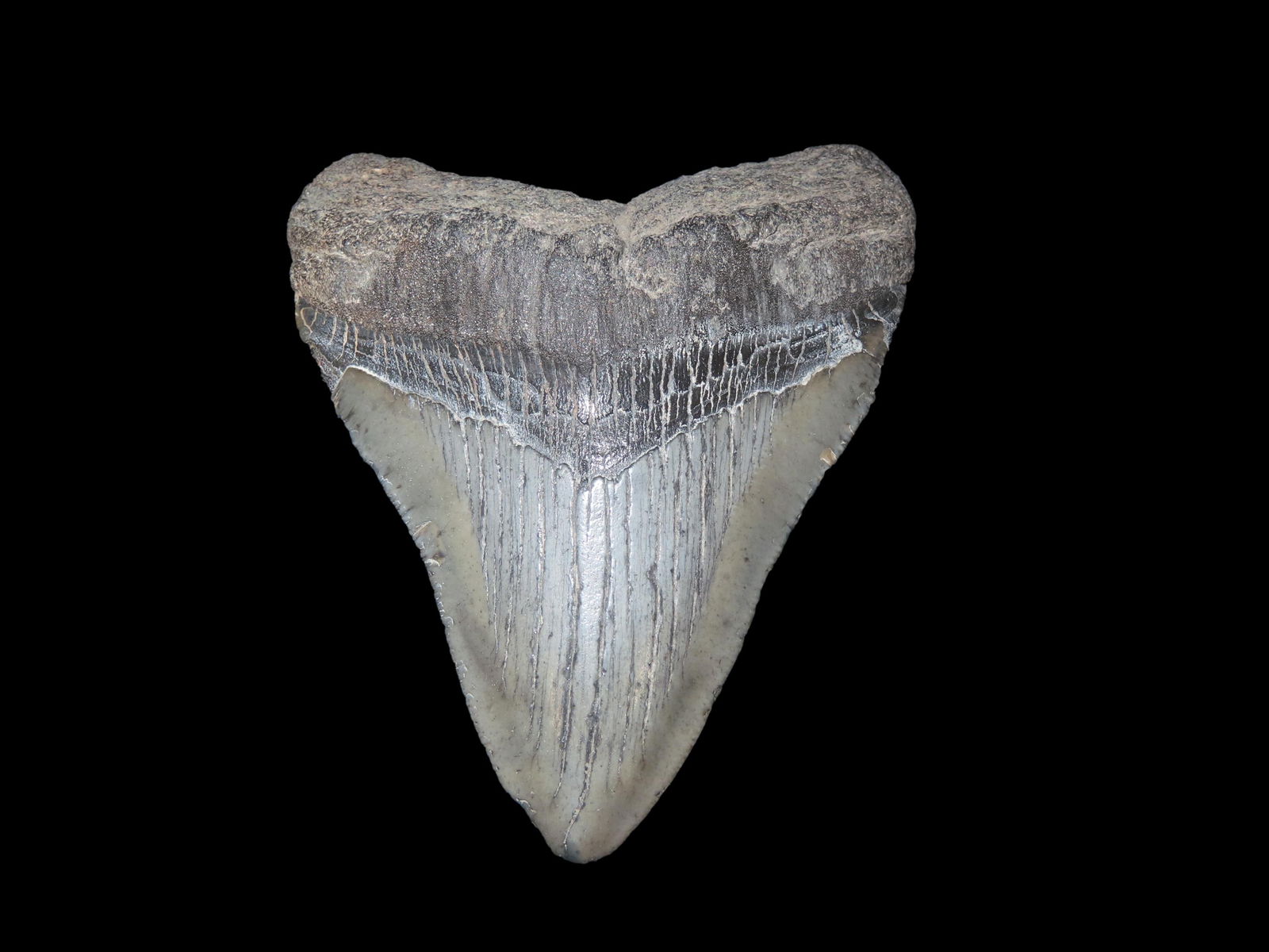3 1/2" Fossil Megalodon Tooth, found in South Carolina: 3 1/2" Fossil Megalodon Tooth, found in South Carolina