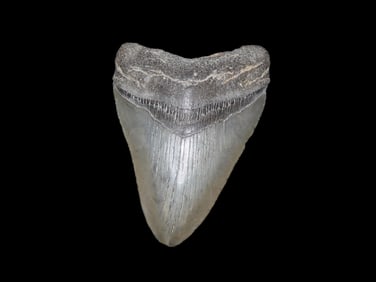 4 1/4" Fossil Megalodon Tooth, found in South Carolina
