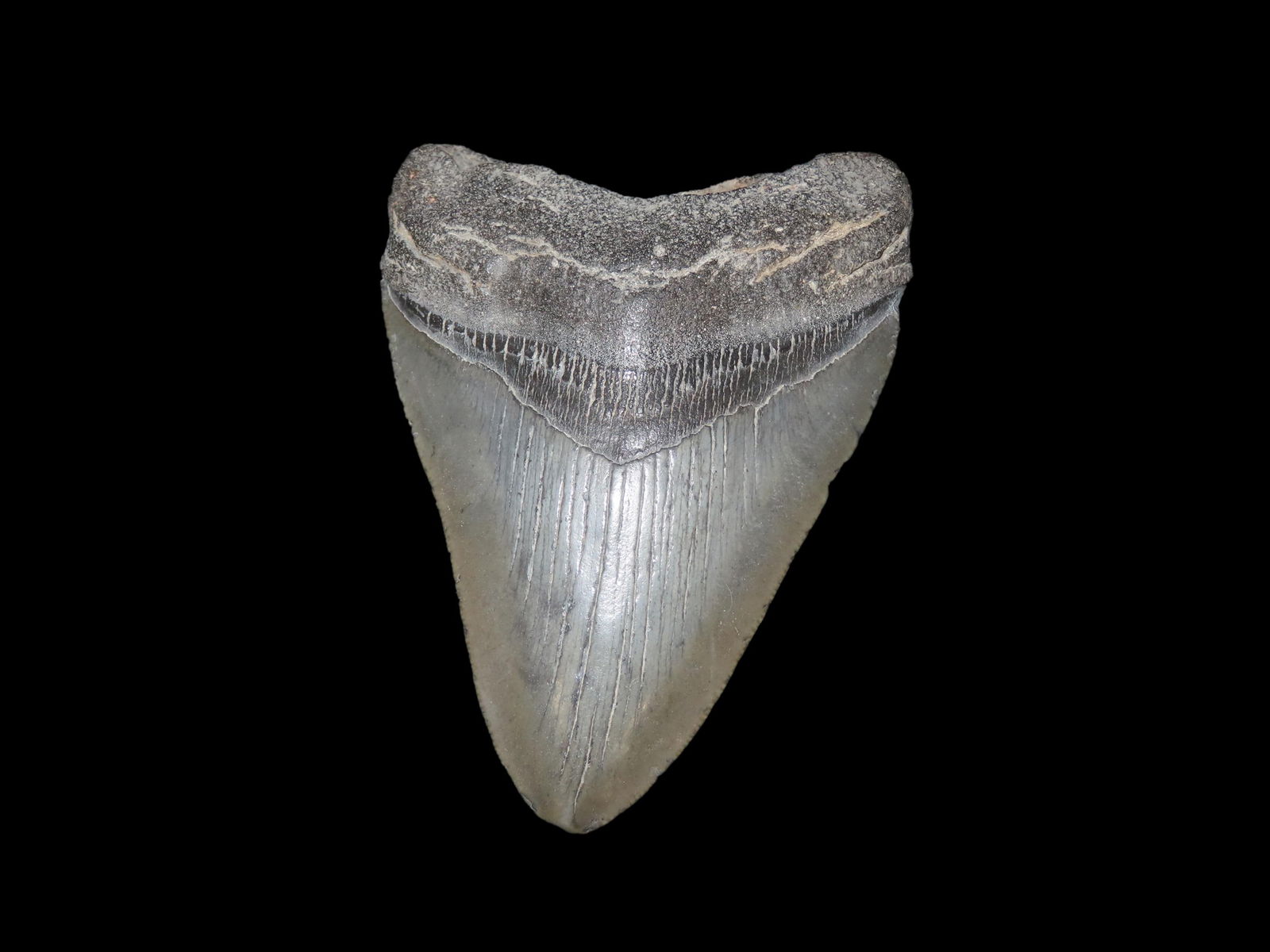 4 1/4" Fossil Megalodon Tooth, found in South Carolina: 4 1/4" Fossil Megalodon Tooth, found in South Carolina