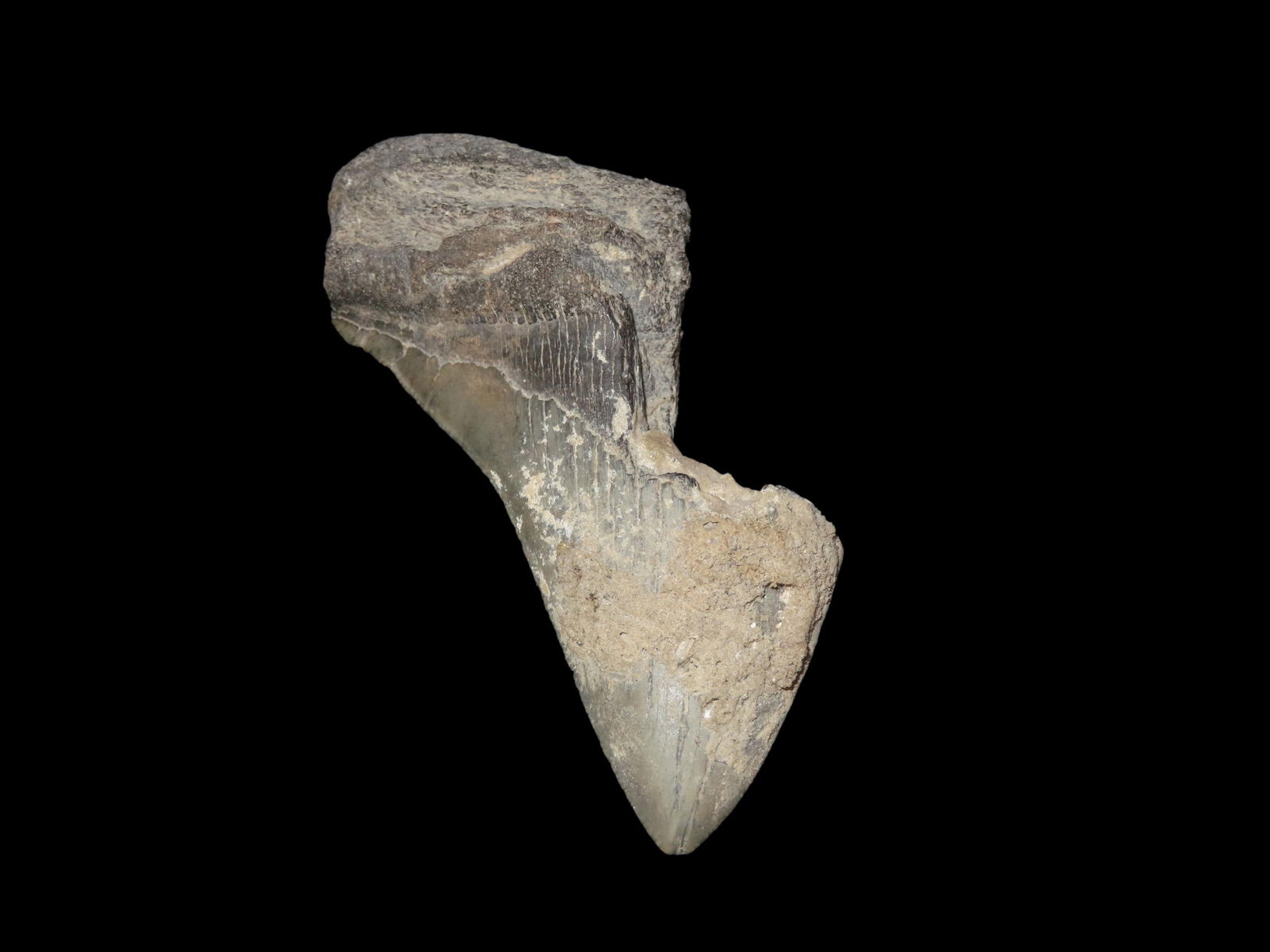 4 5/16" Fossil Megalodon Tooth, found in South Carolina: 4 5/16" Fossil Megalodon Tooth, found in South Carolina