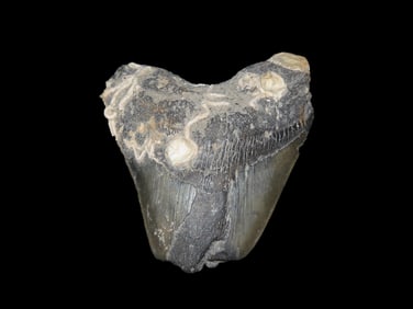 5 1/4" Fossil Megalodon Tooth, found in South Carolina