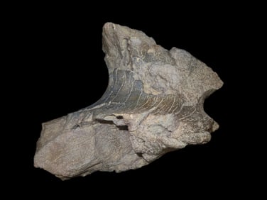 10 3/4" X 9" Fossil Mammoth Bone