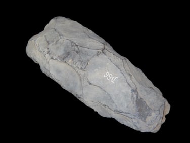 5 11/16" Slate Celt/Adze/Gouge