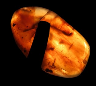 Selection of Amber Specimens with Insect and Plant Fossil Inclusions