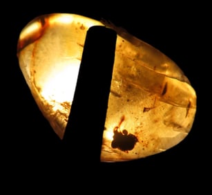 Selection of Amber Specimens with Insect and Plant Fossil Inclusions