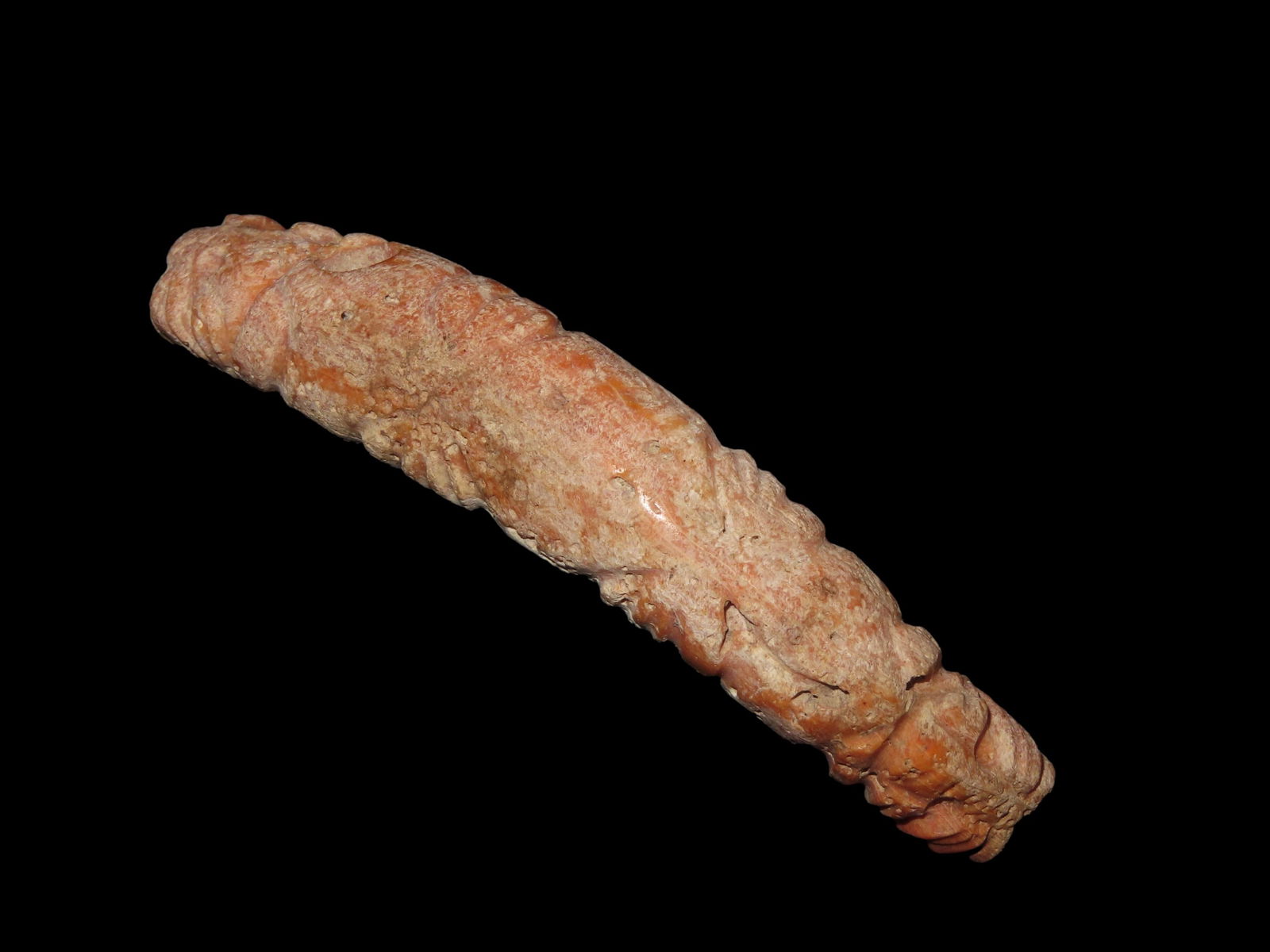 4 1/16" Zoomorphic Effigy Shell Pendant/Bead (1 of 6)