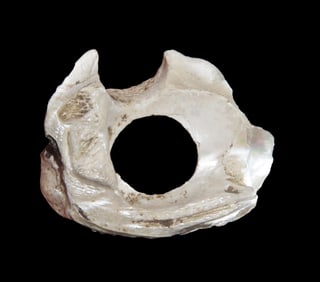 Mussell Shell used for making Pearl Buttons, found in Missouri