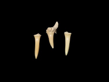3 Fossil Shark Teeth