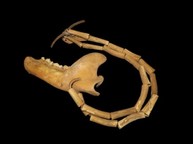 Antique Bear Jaw Necklace, from Indian Ridge Museum, Col. Ray Vietzen Collection, Elyria, Ohio ...