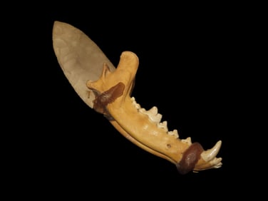 Antique Wolf Jawbone Knife, w/Grey Ghost Blade-Decorative, Re-Enactment, Rendezvous, Movie Prop