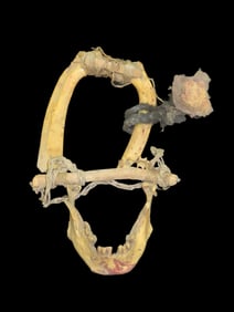 Re-enactment Costume Necklace- Bone, Plastic, Horse Hair