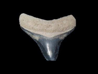 Rare Bone Valley Florida Shark Tooth Fossil