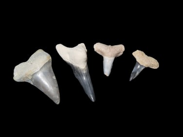 Rare Bone Valley Florida Shark Tooth Fossil