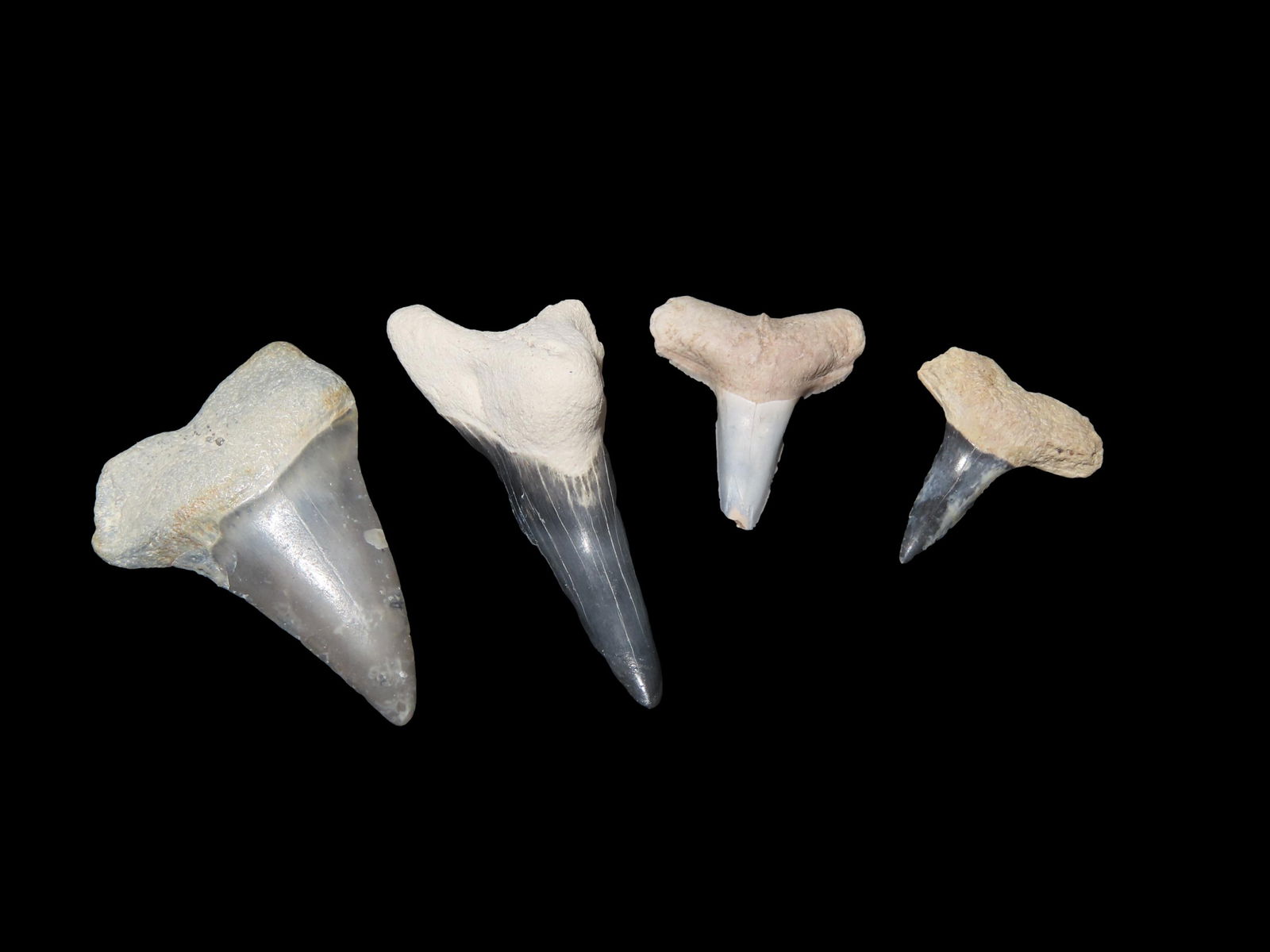 Rare Bone Valley Florida Shark Tooth Fossil: Rare Bone Valley Florida Shark Tooth Fossil