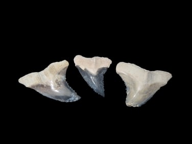 Set of 3 Rare Bone Valley Florida Fossil Shark Tooth