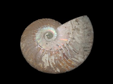 Ammonite Fossil Found in Madagascar 240-66 Million Years Old Devonian Period to Cretaceous Period