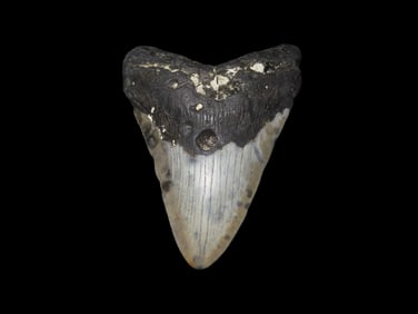 4 7/16" High Grade Megalodon Tooth Fossil, Miocene and Pliocene epochs, Roughly 23 to 3.6 Million