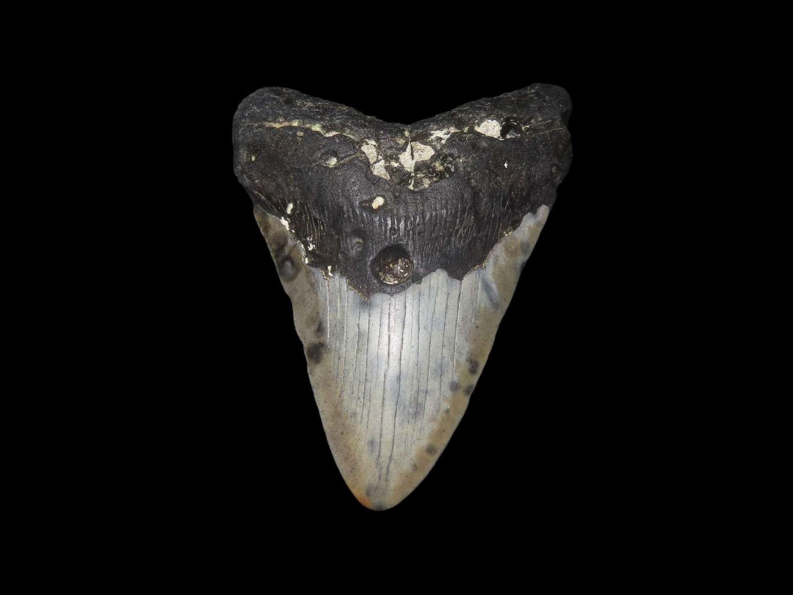 4 7/16" High Grade Megalodon Tooth Fossil, Miocene and Pliocene epochs, Roughly 23 to 3.6 Million Ye: 4 7/16" High Grade Megalodon Tooth Fossil, Miocene and Pliocene epochs, Roughly 23 to 3.6 Million Years Ago, Recovered Via Diving in Florida