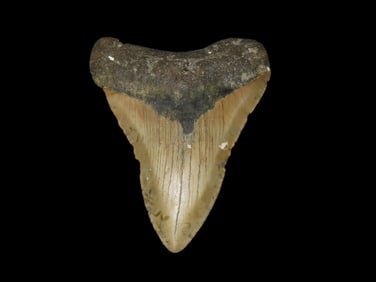 3 15/16" High Grade Megalodon Tooth Fossil, Miocene and Pliocene epochs, Roughly 23 to 3.6 Million