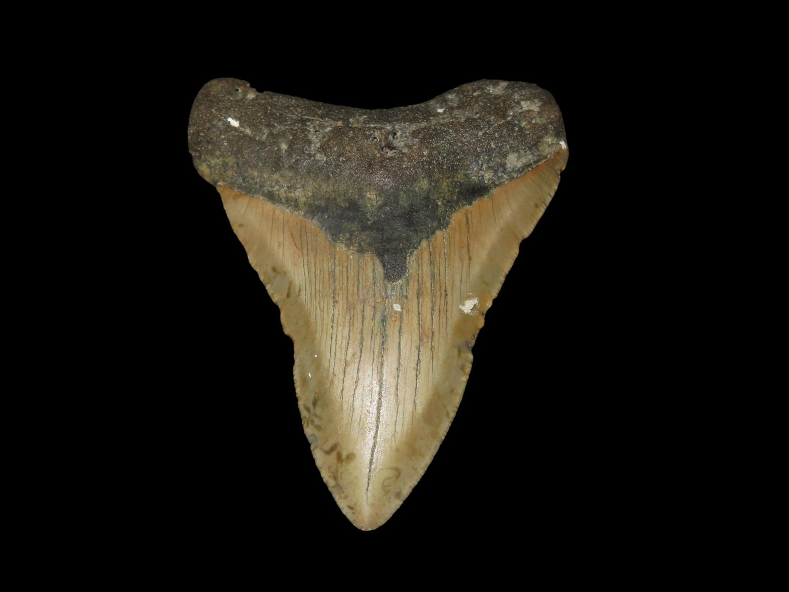 3 15/16" High Grade Megalodon Tooth Fossil, Miocene and Pliocene epochs, Roughly 23 to 3.6 Million Y: 3 15/16" High Grade Megalodon Tooth Fossil, Miocene and Pliocene epochs, Roughly 23 to 3.6 Million Years Ago, Recovered Via Diving in Florida