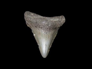 Fossil Shark Tooth, SC